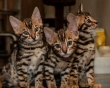 Little Bengal Babies